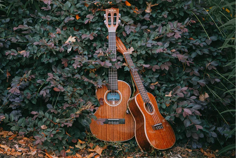 Classic ukulele tone is easy to hear with the Kala Solid Mahogany Series